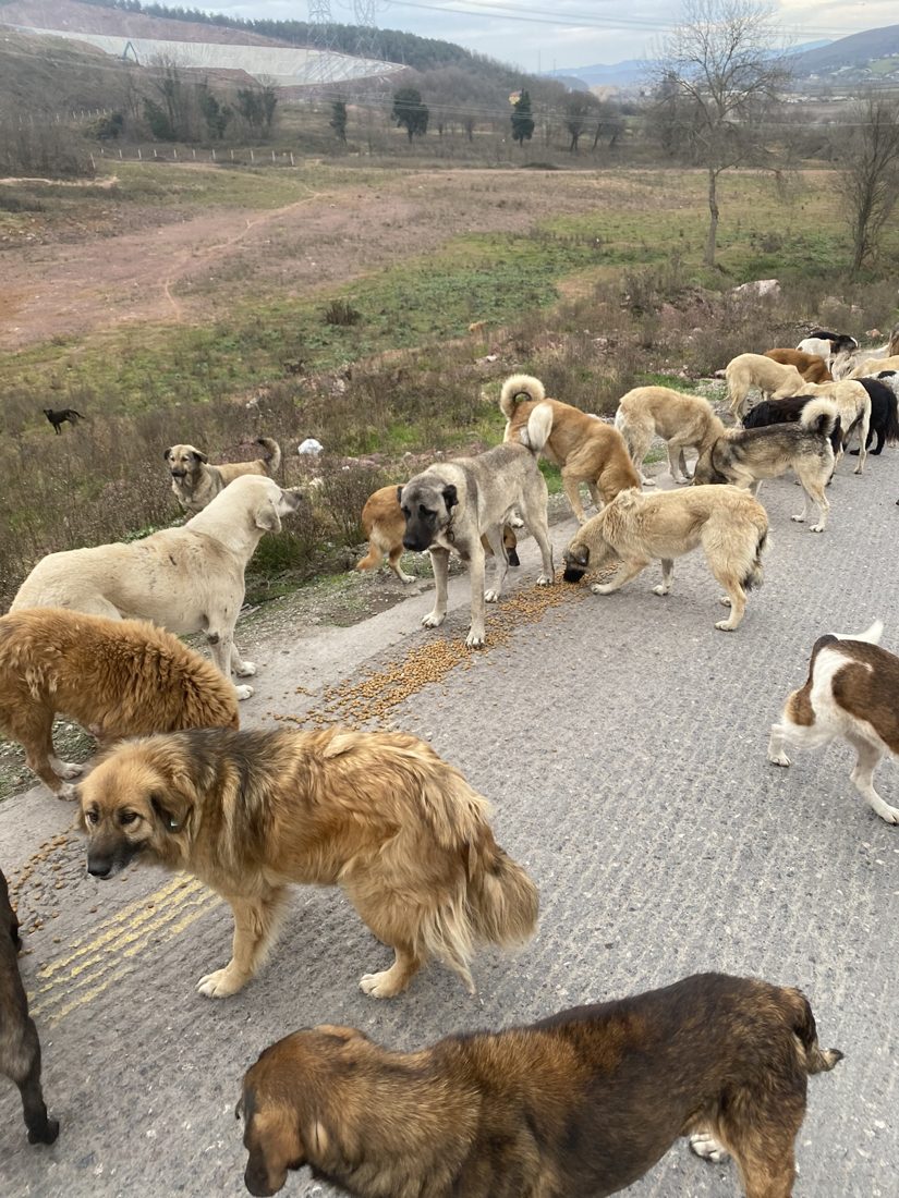 Straßenhunde bei der Futterausgabe an einer Landstraße