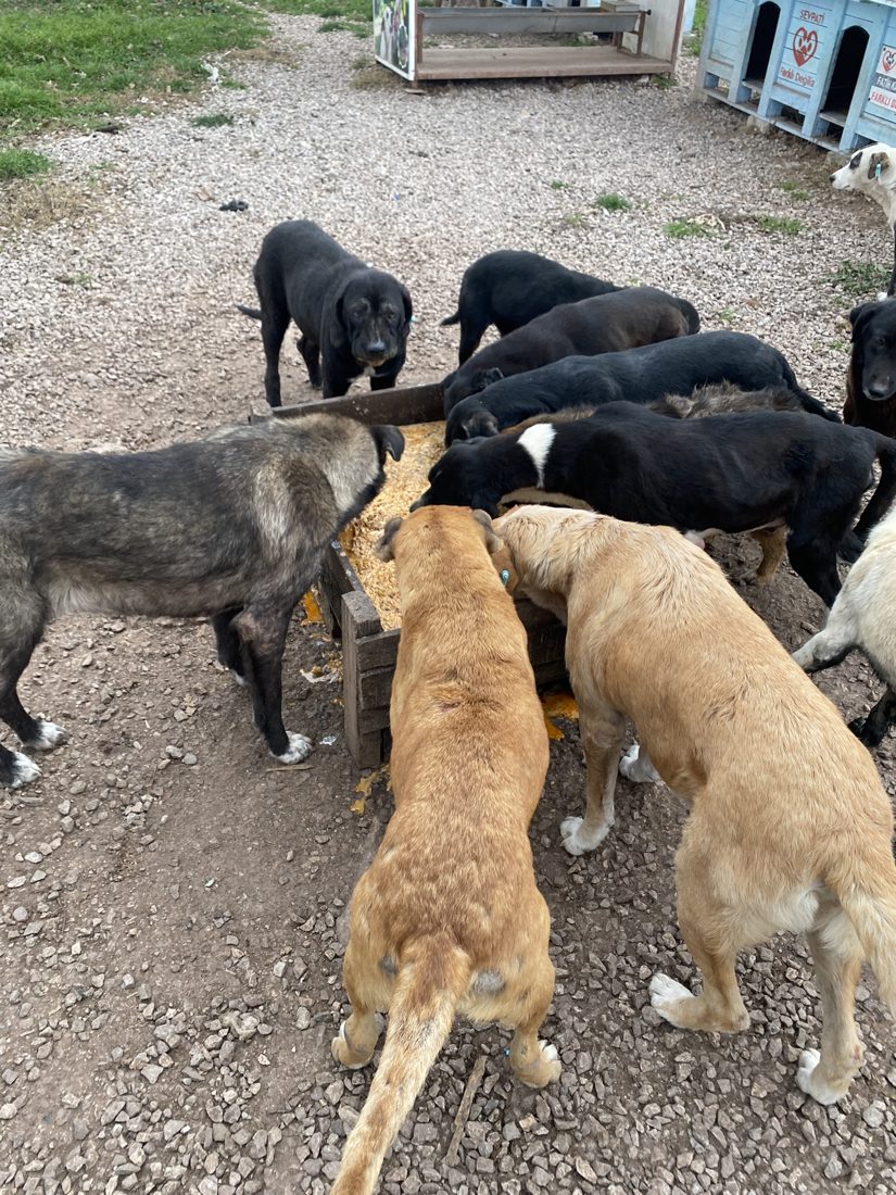 Hunde an einem Futtertrog im Tierheim